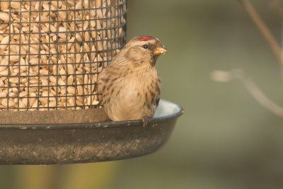 grote barmsijs - mealy redpoll