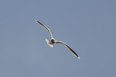 dwergmeeuw - Little Gull - Hydrocoloeus minutus