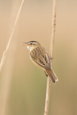 rietzanger - Sedge Warbler - Acrocephalus schoenobaenus