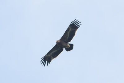 Schreeuwarend, lesser spotted eagle, aquila pomarina