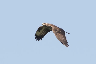 IMG_7874.jpg