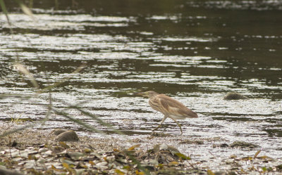 ralreiger, squacco heron, Ardeola ralloides