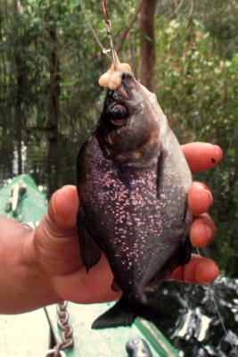 PIRANHAS ANGELN IM REGENWALD AM RIO NEGRO: 13.04.2017