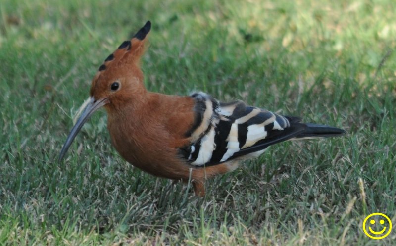 26 African hoopoe Upupa africana Tala game reserve Durban 2018.jpg