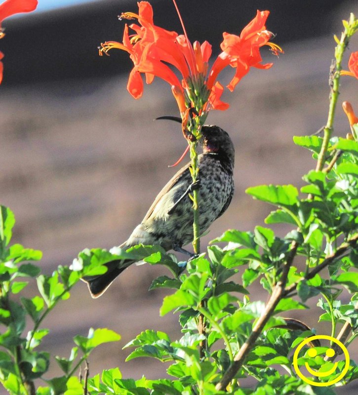 29 Amethyst sunbird aka Black sunbird Chalcomitra amethystina Tala game reserve Durban 2018.jpg