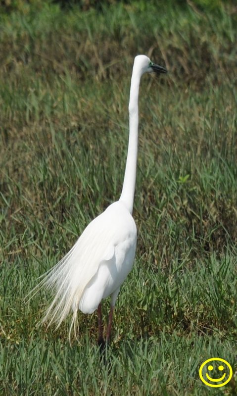 53 Eastern Great Egret Ardea modesta breeding plumage Bundala National Park Sri Lanka 2018.jpg