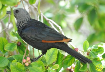 02 Red-Winged Starling Onychognathus morio Cape Town Feb 2018.jpg