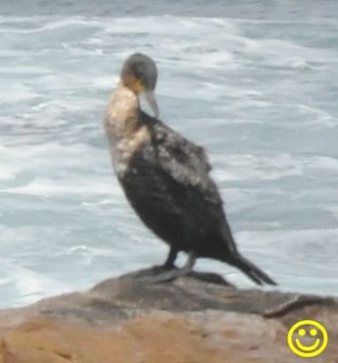 04 Cape cormorant or Cape shag Phalacrocorax capensis 01.jpg