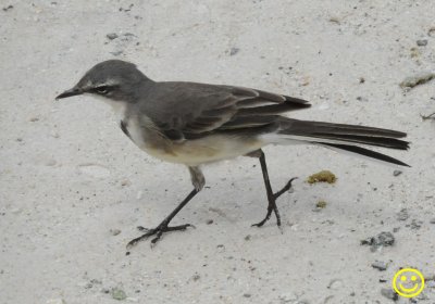 05 Cape wagtail, also known as Wells's wagtail, Motacilla capensis.jpg