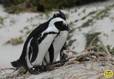 09 Penguin African Penguin Spheniscus demersus Cape of Good Hope 2018.jpg