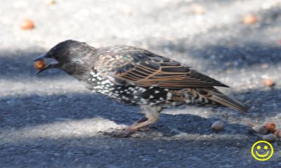 17 Common starling Sturnus vulgaris.jpg