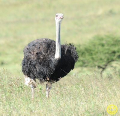21 Ostrich or Common ostrich Struthio camelus Tala game reserve 201.jpg