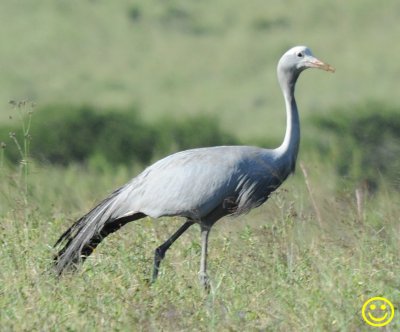 23 Blue crane Grus paradisea Tala game reserve Durban 2018.jpg