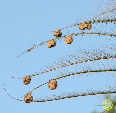 28 Southern masked weaver or African masked weaver nests.jpg