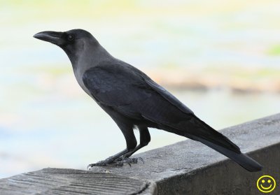 37 House crow Corvus splendens also known as the Indian, greynecked, Ceylon or Colombo crow.jpg