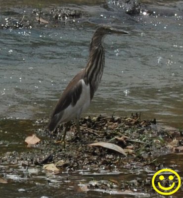 41 Indian pond heron or paddybird Ardeola grayii Colombo 2018.jpg