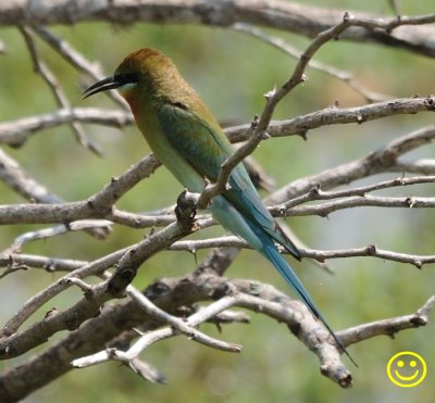 43 Blue-tailed Bee-eater Merops philippinus Bundala National Park Sri Lanke 2018.jpg