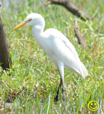 46 Intermediate egret Ardea intermedia Bundala National Park 2018.jpg