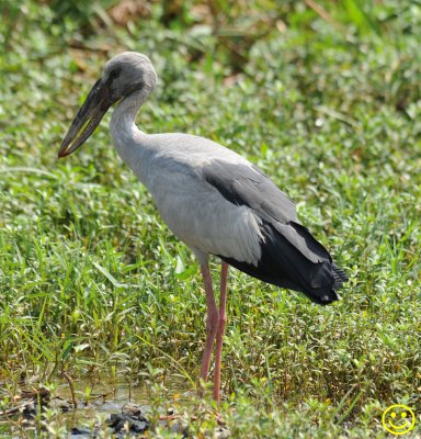 48 Asian openbill Stork Anastomus oscitans Bundala National Park Sri Lanka 2018.jpg
