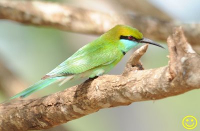57 Little Green  Bee-eater Merops orientalis Bundala National Park Sri Lanka 2018.jpg