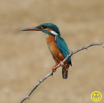 59 Common kingfisher Alcedo atthis taprobana Bundala National Park Sri Lanka 2018.jpg