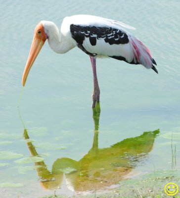 60 Painted stork Mycteria leucocephala Bundala National Park Sri Lanka 2018.jpg