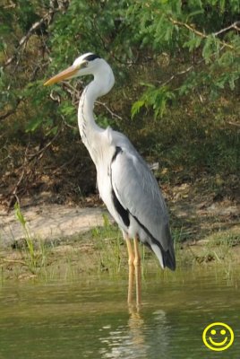 67 Grey Heron Ardea cinerea Bundala National Park Sri Lanka 2018.jpg