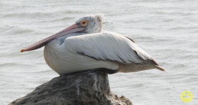 70 Spot-billed pelican Pelecanus phillppensis Bundala National Park Sri Lanka 2018.jpg