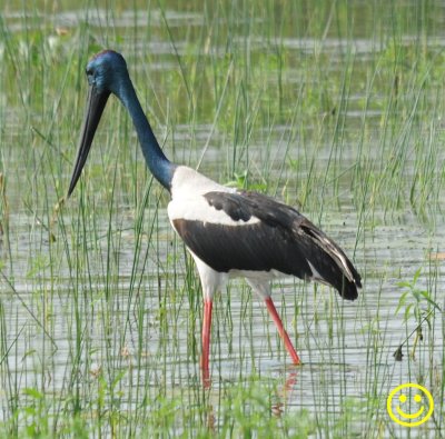 73 Black-necked stork Ephippiorhynchus asiaticus Bundala National Forest Sri Lanka 2018.jpg