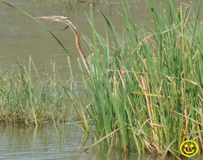 74 Purple heron Ardea purpurea Bundala National Park Sri Lanka 2018.JPG