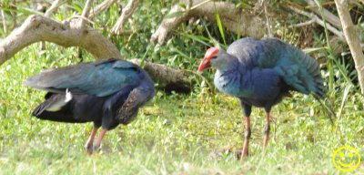 78 Grey-headed swamphen Porphyrio poliocephalus Bundala National Park Sri Lanka 2018.jpg