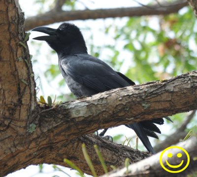 92 Large-billed crow Corvus macrorhynchos Porto Malai Langkawi Malaysia 2018.jpg