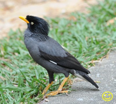 98 Javan myna Acridotheres javanicus Singapore 2018.jpg