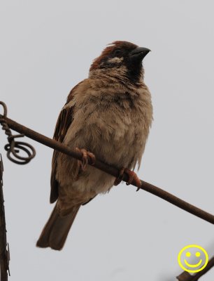 005 Eurasian tree sparrow Passer montanus Hong Kong 2018.jpg