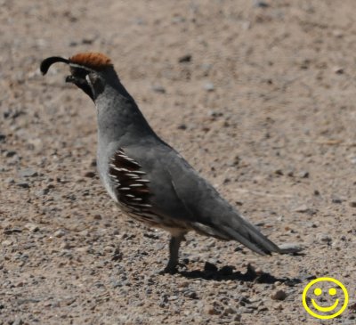 0007 Quail  Gambel's quail Callipepla gambelii male Nevada 2018.jpg