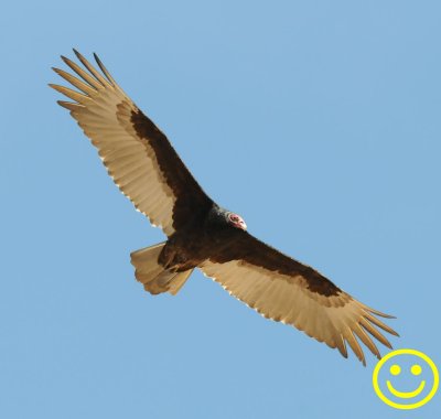 0008   Turkey vulture Cathartes aura, aka the turkey buzzard or just buzzard Nevada 2018.jpg