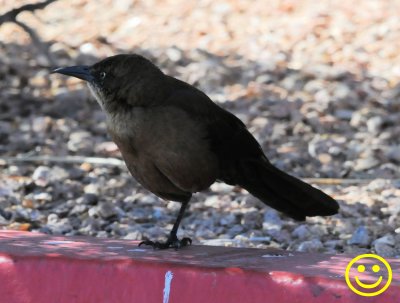 0011 Great-tailed grackle or Mexican grackle Quiscalus mexicanus female Las Vegas 2018.jpg