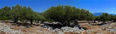 Hidden under the olive trees