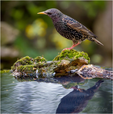 Starling