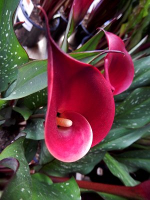 DSCN5389.JPG