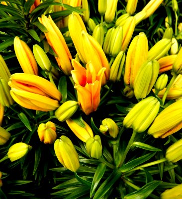DSCN5398.JPG