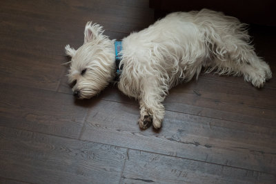 Momo the friendly Westie