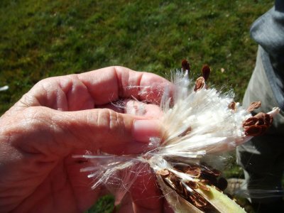 Milk weed