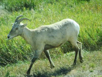 Critters along the road in Custer State Park