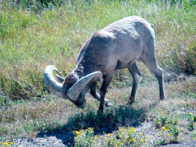 Big Horn Sheep
