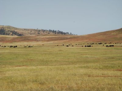 Overview of terrain on Wild Life Trail in Custer Park