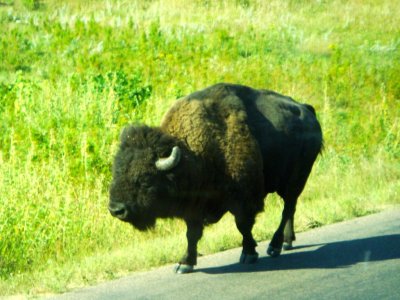 Wildlife