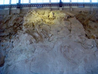 Inside wall of bones at Dinasour National Monument