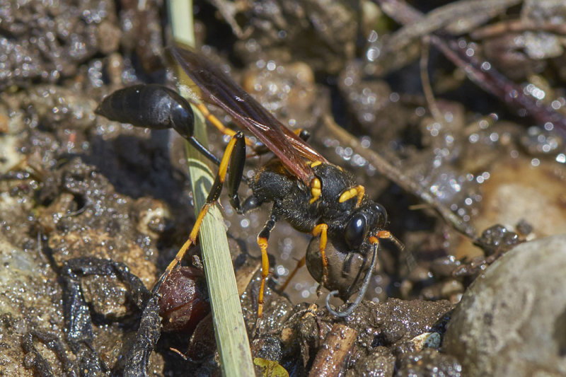 Sceliphron caementarium