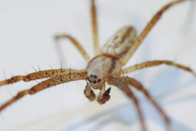 Argiope bruennichii (m)